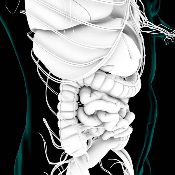 Magenanatomie Humanes Verdauungssystem Für Medizinisches Konzept Illustration — Stockfoto