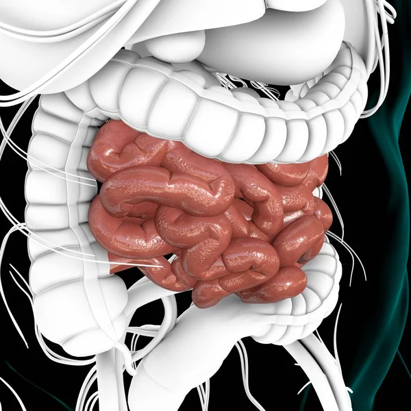 Anatomía Del Sistema Digestivo Humano Ilustración Del Intestino Delgado Para — Foto de Stock