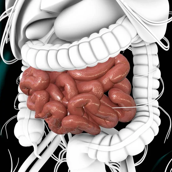 小さな腸3Dイラスト 人間の消化器系解剖学 — ストック写真