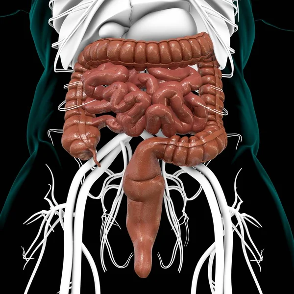 小規模および大規模な腸3Dイラスト 人間の消化器系解剖学的構造 — ストック写真