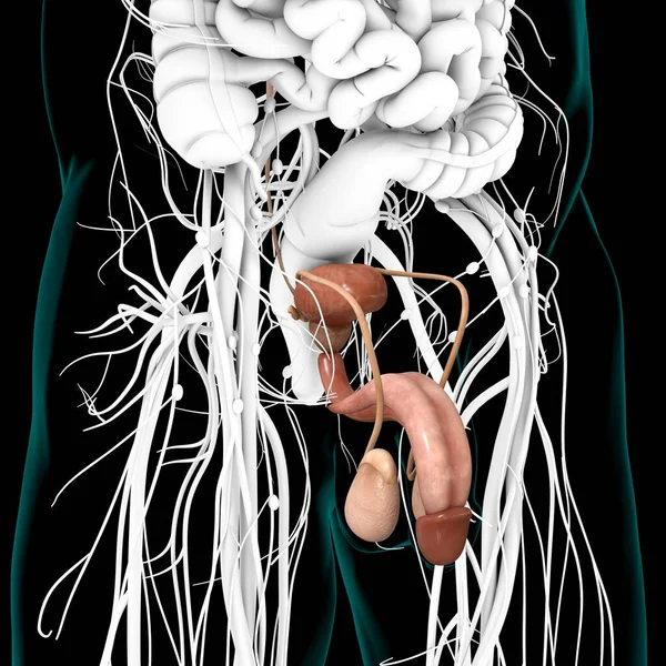 医療概念のための男性生殖システム解剖学3Dイラスト — ストック写真