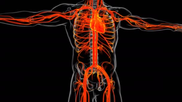 Corazón Humano Con Anatomía Del Sistema Circulatorio Para Ilustración Del — Vídeos de Stock