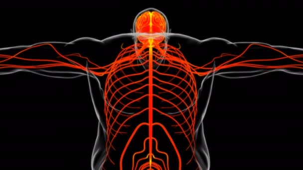Ανθρώπινη Εγκεφαλική Ανατομία Για Την Ιατρική Έννοια Εικονογράφηση — Αρχείο Βίντεο