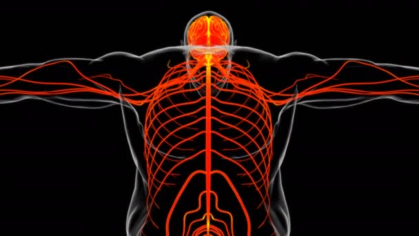 Anatomia Cérebro Humano Para Ilustração Médica Conceito — Vídeo de Stock