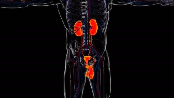 Male Reproductive System Anatomy Medical Concept Illustration — Stock Video