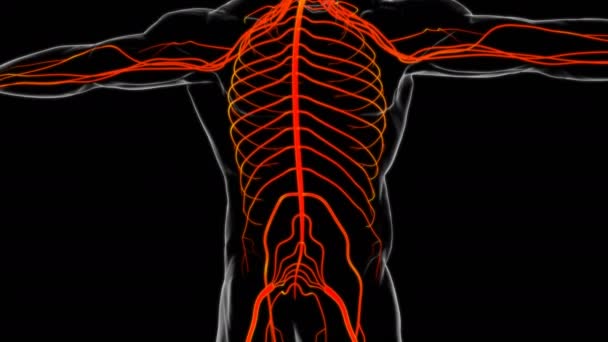 Анатомия Мозга Человека Медицинской Концепции Иллюстрации — стоковое видео