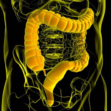Tıbbi Konsept İçin Büyük Bağırsak 3D Görüntü İnsan Sindirim Sistemi Anatomisi