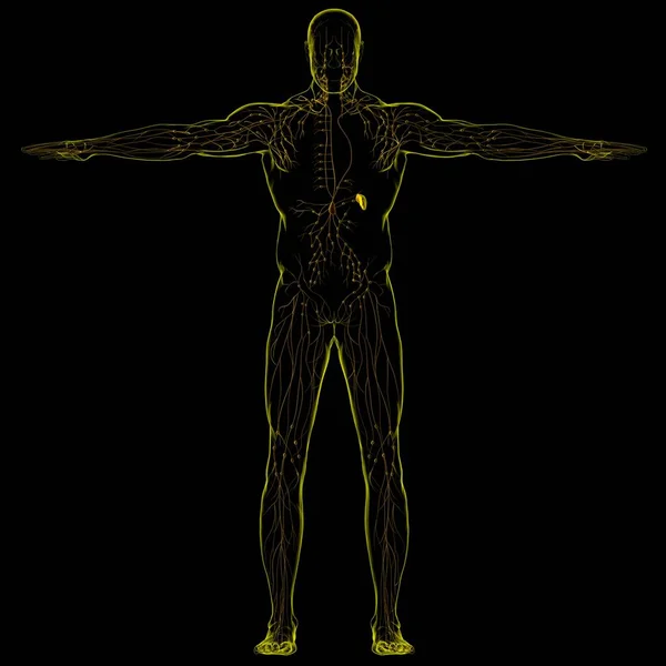 Anatomie Humaine Nœuds Lymphatiques Pour Illustration Concept Médical — Photo