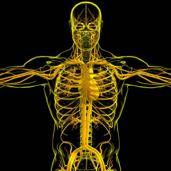 Emberi Szív Keringési Rendszer Anatómia Orvosi Koncepció Illusztráció — Stock Fotó