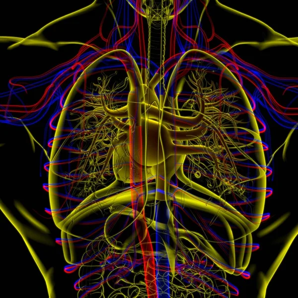 Tıbbi Konsept Için Nsan Kalbi Anatomisi Boyutlu Llüstrasyon — Stok fotoğraf