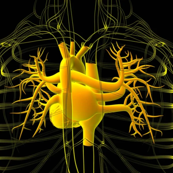 Anatomie Lidského Dýchacího Ústrojí Plicích Pro Ilustraci Lékařské Koncepce — Stock fotografie