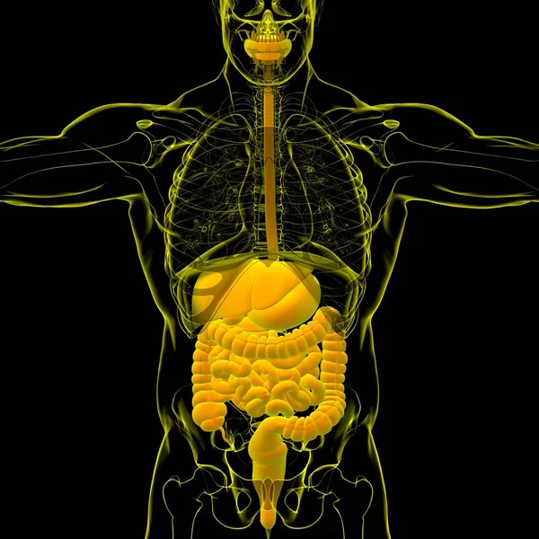 Tıbbi Konsept Resim Çin Nsan Sindirim Sistemi Anatomisi — Stok fotoğraf