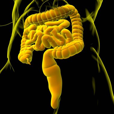 Tıbbi Konsept İçin Küçük ve Büyük bağırsak 3B Görüntü İnsan Sindirim Sistemi Anatomisi
