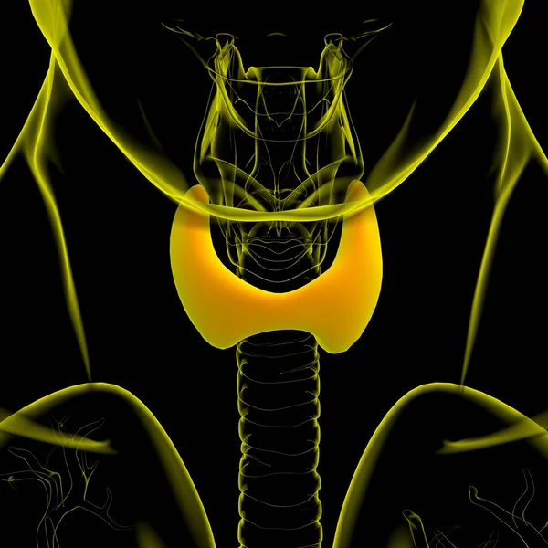 Anatomi Gland Thyroid Untuk Konsep Medis Ilustrasi — Stok Foto