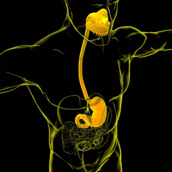 Sistema Digestivo Humano Anatomía Estomacal Para Ilustración Del Concepto Médico — Foto de Stock