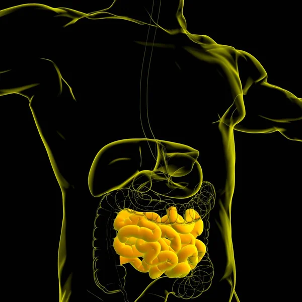 Anatomía Del Sistema Digestivo Humano Ilustración Del Intestino Delgado Para — Foto de Stock