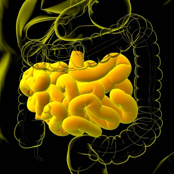 Anatomía Del Sistema Digestivo Humano Ilustración Del Intestino Delgado Para — Foto de Stock