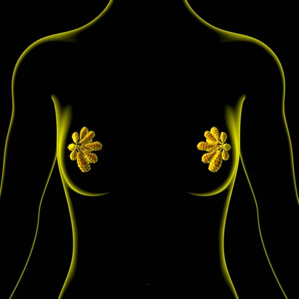 Anatomía Las Glándulas Mamarias Para Concepto Médico Ilustración — Foto de Stock