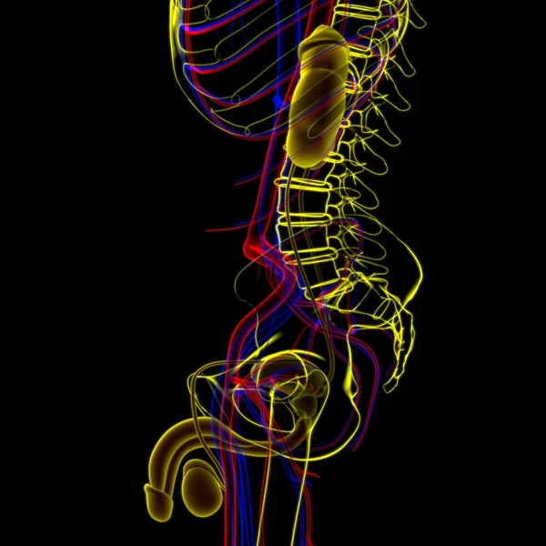 Manlig Reproduktionssystem Anatomi För Medicinska Begrepp Illustration — Stockfoto