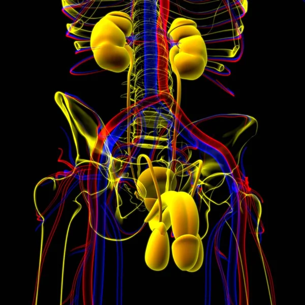 Anatomia Sistema Reprodutivo Masculino Para Ilustração Médica Conceito — Fotografia de Stock