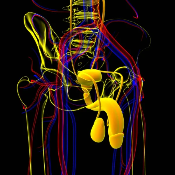 Male Reproductive System Anatomy Medical Concept Illustration — Stock Photo, Image