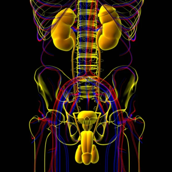 Male Reproductive System Anatomy For Medical Concept 3D Illustration