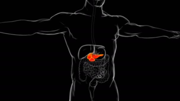 Anatomia Humana Vesícula Biliar Com Sistema Digestivo Para Ilustração Médica — Vídeo de Stock