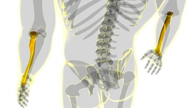 Human skeleton anatomy Radius Bone 3D Rendering For Medical Concept clipart