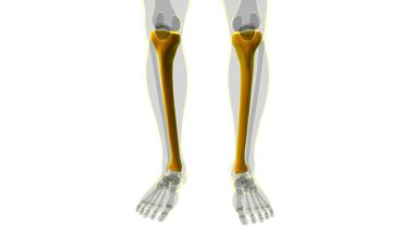 İnsan iskeleti anatomisi kaval kemiği 3D Tıbbi Kavram Hazırlama