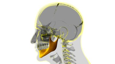 Tıbbi Konsept için İnsan İskeleti Kafatası Çene Kemiği Anatomisi 3 boyutlu Görüntü