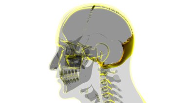 İnsan iskeleti Kafatası Oksipital Kemik Anatomisi Tıbbi Konsept 3 boyutlu İllüstrasyon