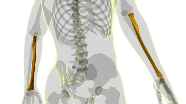 Menselijke Skelet Anatomie Radius Bone Rendering Voor Medisch Concept — Stockfoto