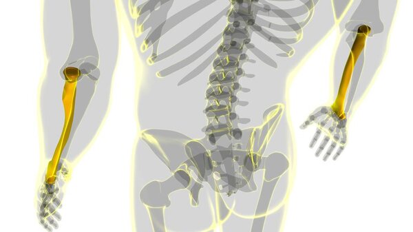 Human skeleton anatomy Radius Bone 3D Rendering For Medical Concept