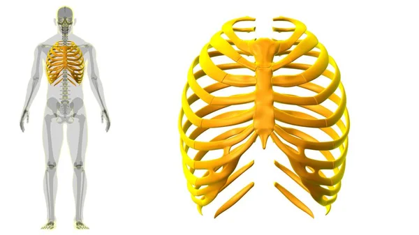 Lidská Kostra Anatomie Rib Cage Vykreslování Pro Lékařské Pojetí — Stock fotografie