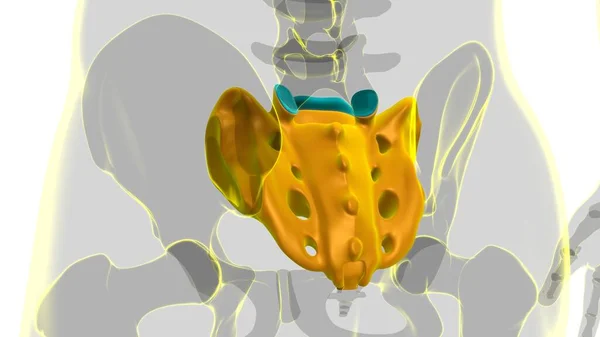 Menselijke Skelet Anatomie Sacraal Bot Rendering Voor Medisch Concept — Stockfoto