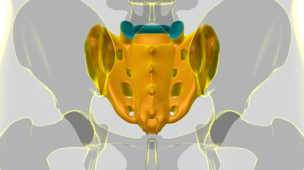Anatomia Esqueleto Humano Renderização Osso Sacral Para Conceito Médico — Fotografia de Stock