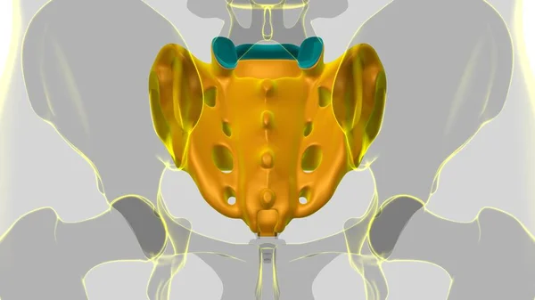 Human skeleton anatomy Sacral Bone 3D Rendering For Medical Concept