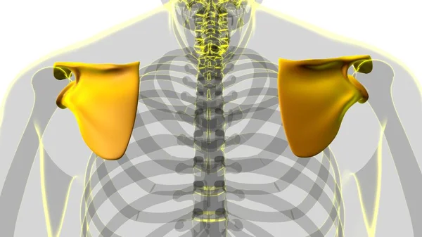 Anatomía Esqueleto Humano Escápula Hueso Representación Para Concepto Médico —  Fotos de Stock