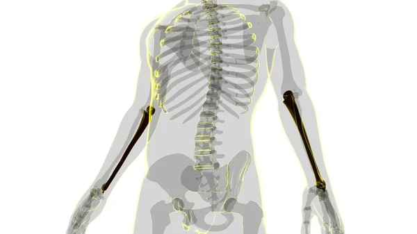 人間の骨格解剖学 Ulna Bone 3DレンダリングFor Medical Concept — ストック写真