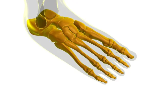 Människans Skelett Fotben Anatomi För Medicinska Begreppet Illustration — Stockfoto
