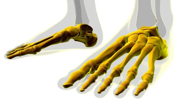 Menselijk Skelet Voetbeenderen Anatomie Voor Medisch Concept Illustratie — Stockfoto