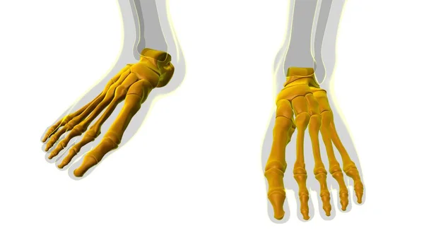 Emberi Csontváz Talp Csontok Anatómia Orvosi Koncepció Illusztráció — Stock Fotó