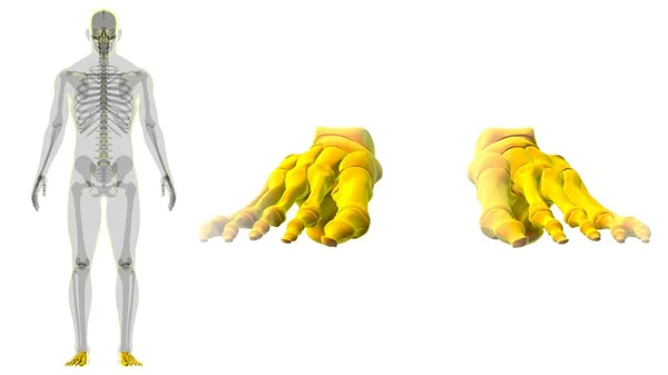 Menschliches Skelett Fußknochen Anatomie Für Medizinisches Konzept Illustration — Stockfoto