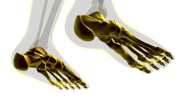 Human Skeleton Foot Bone Anatomy Medical Concept Illustration — 스톡 사진