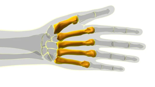 Menselijke Skelet Hand Falanges Bot Anatomie Voor Medisch Concept Illustratie — Stockfoto