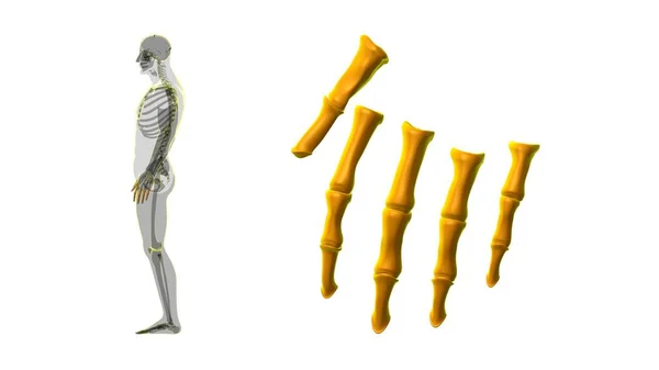 Anatomia Ossea Delle Falangi Della Mano Dello Scheletro Umano Illustrazione — Foto Stock