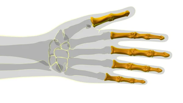 Menselijke Skelet Hand Falanges Bot Anatomie Voor Medisch Concept Illustratie — Stockfoto