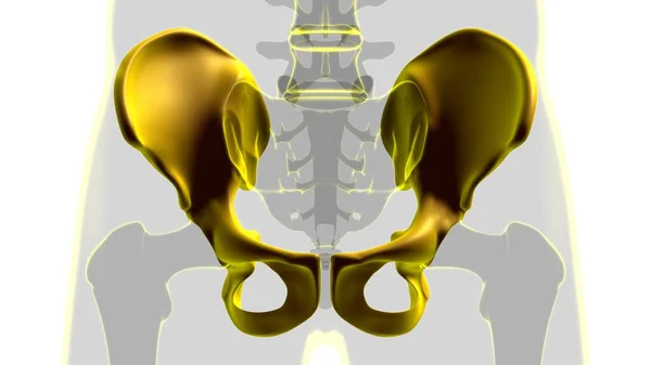 Людське Скелетне Стегно Або Пелівова Кістка Анатомія Медичної Концепції Ілюстрація — стокове фото