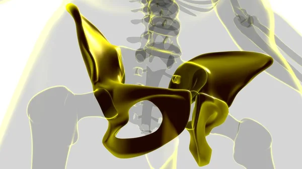 Human Skeleton Hip or Pelvic bone Anatomy For Medical Concept 3D Illustration