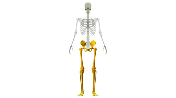 Human Skeleton Lower Conbs Anatomy Illustration — Stock fotografie